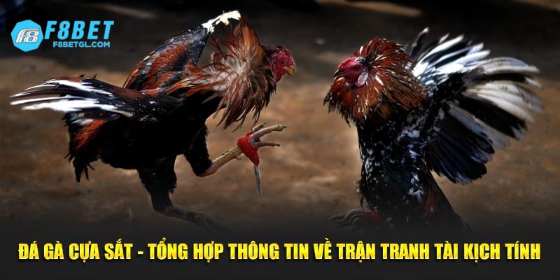 Quy luật chung khi tham gia đá gà cựa sắt cho thành viên mới