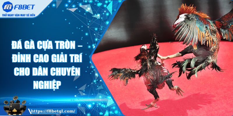 Đá Gà Cựa Tròn – Đỉnh Cao Giải Trí Cho Dân Chuyên Nghiệp